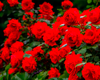 symbol_flower.png
