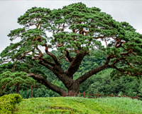 symbol_tree.png
